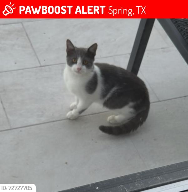 Lost Unknown Cat last seen Budde Road , Spring, TX 77380