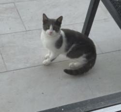 Lost Unknown Cat last seen Budde Road , Spring, TX 77380