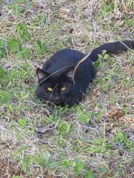 Found/Stray Unknown Cat last seen it 64 traffic bridge, Franklinville, NC 27248