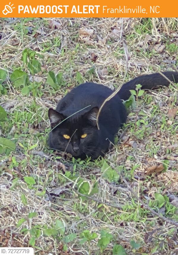 Found/Stray Unknown Cat last seen it 64 traffic bridge, Franklinville, NC 27248