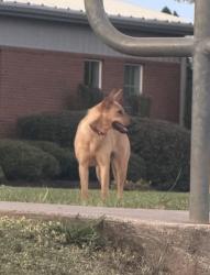 Found/Stray Unknown Dog last seen Rock Springs Church playground, Easley, SC 29642