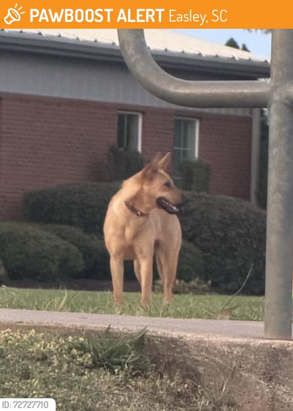 Found/Stray Unknown Dog last seen Rock Springs Church playground, Easley, SC 29642
