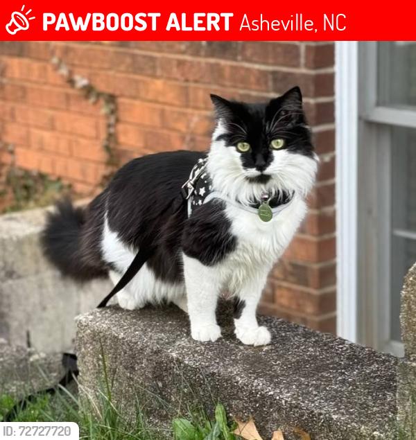 Lost Female Cat last seen Melody Lane, Asheville, NC 28803