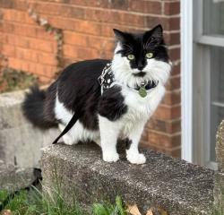 Lost Female Cat last seen Melody Lane, Asheville, NC 28803