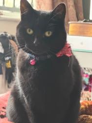 Lost Female Cat last seen Tesco express queens park or queens park mosque, Bedford, England MK40