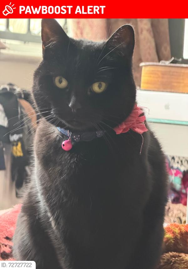 Lost Female Cat last seen Tesco express queens park or queens park mosque, Bedford, England MK40