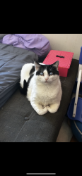 Lost Male Cat last seen 22nd and Irving Ave N, Minneapolis, MN 55411