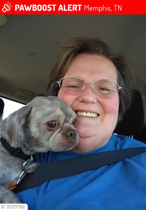 Lost Male Dog last seen Near split oak Dr Memphis TN 38115, Memphis, TN 38115