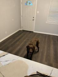 Lost Female Dog last seen Longmeade Dr, Farmers Branch, TX 75234