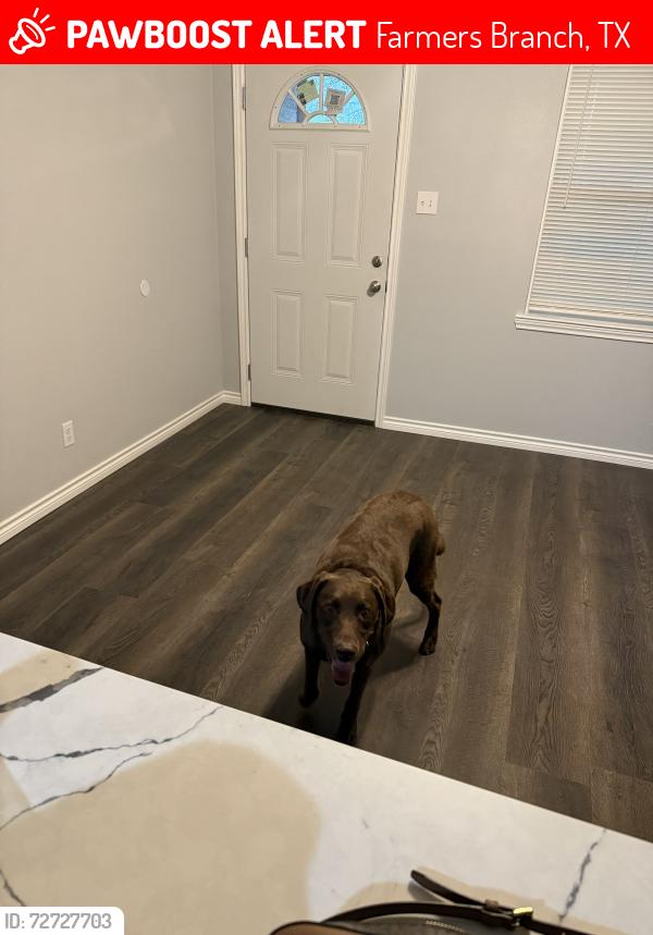 Lost Female Dog last seen Longmeade Dr, Farmers Branch, TX 75234
