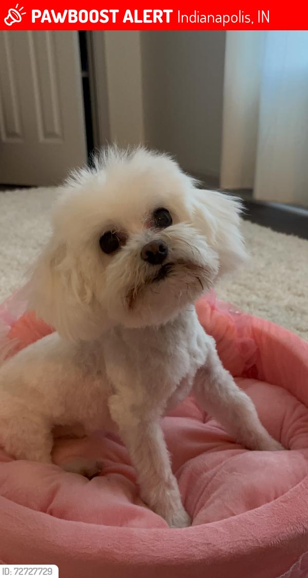 Lost Male Dog last seen pet palace indianapolis, Indianapolis, IN 46268