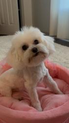 Lost Male Dog last seen pet palace indianapolis, Indianapolis, IN 46268
