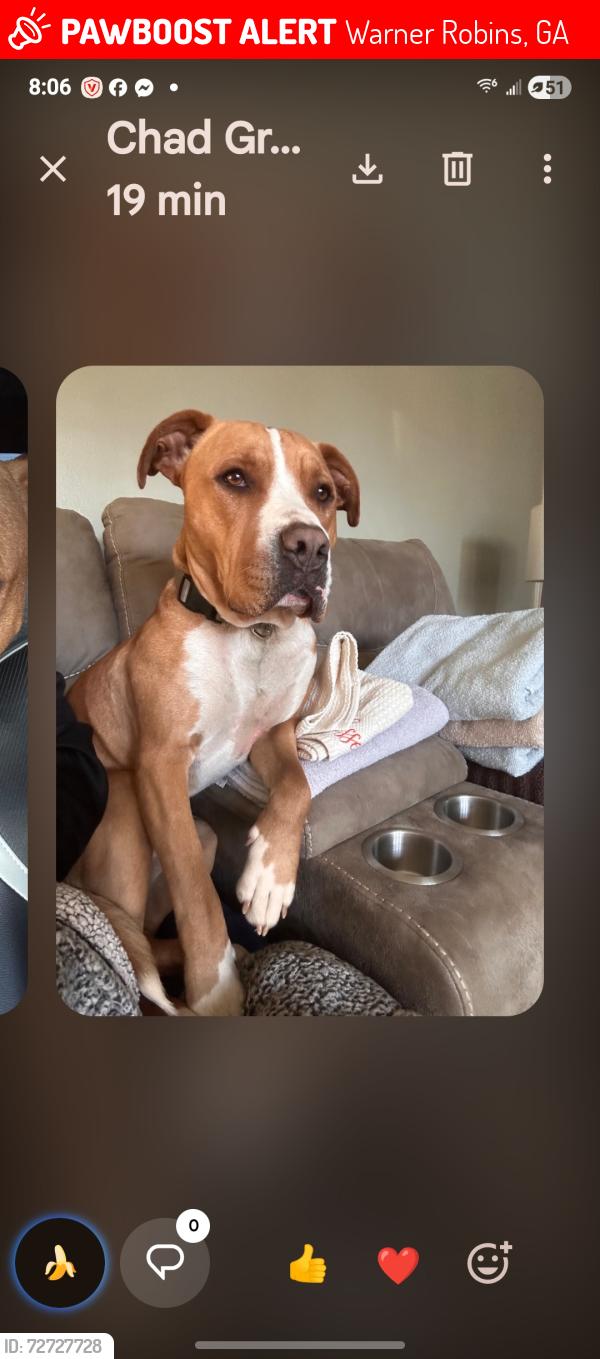 Lost Male Dog last seen Russell Parkway, Warner Robins, GA 31088