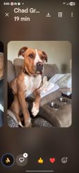Lost Male Dog last seen Russell Parkway, Warner Robins, GA 31088