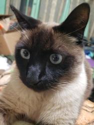Lost Male Cat last seen Grand, Alhambra, CA 91801