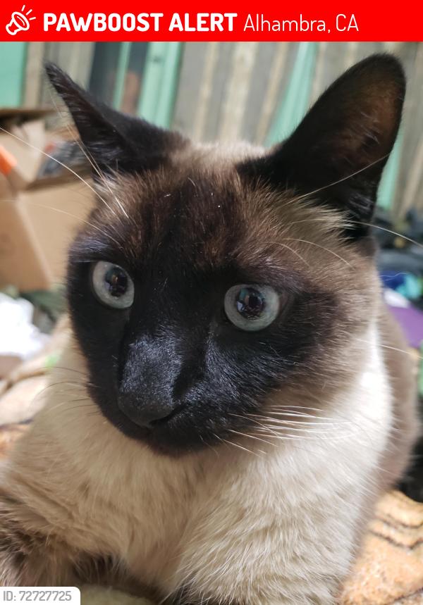 Lost Male Cat last seen Grand, Alhambra, CA 91801