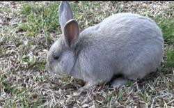 Lost Male Rabbit last seen Pineloch bayou, Baytown, TX 77523