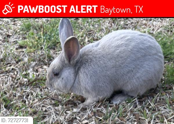 Lost Male Rabbit last seen Pineloch bayou, Baytown, TX 77523