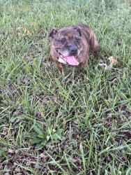 Found/Stray Female Dog last seen felucca , Middleburg, FL 32068