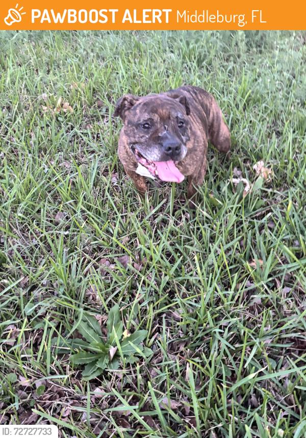 Found/Stray Female Dog last seen felucca , Middleburg, FL 32068