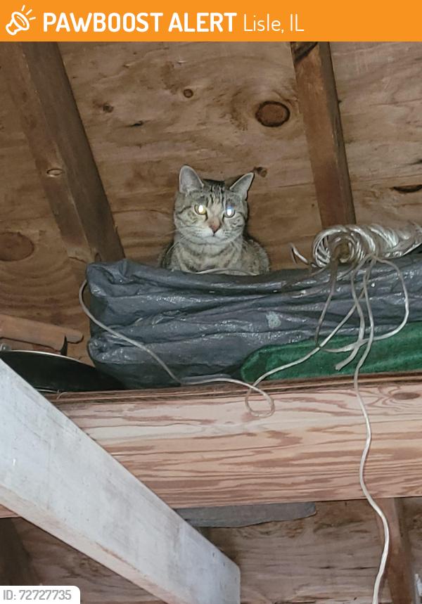 Found/Stray Unknown Cat last seen meadow and Aster ct, Lisle, IL 60532