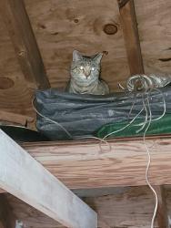 Found/Stray Unknown Cat last seen meadow and Aster ct, Lisle, IL 60532