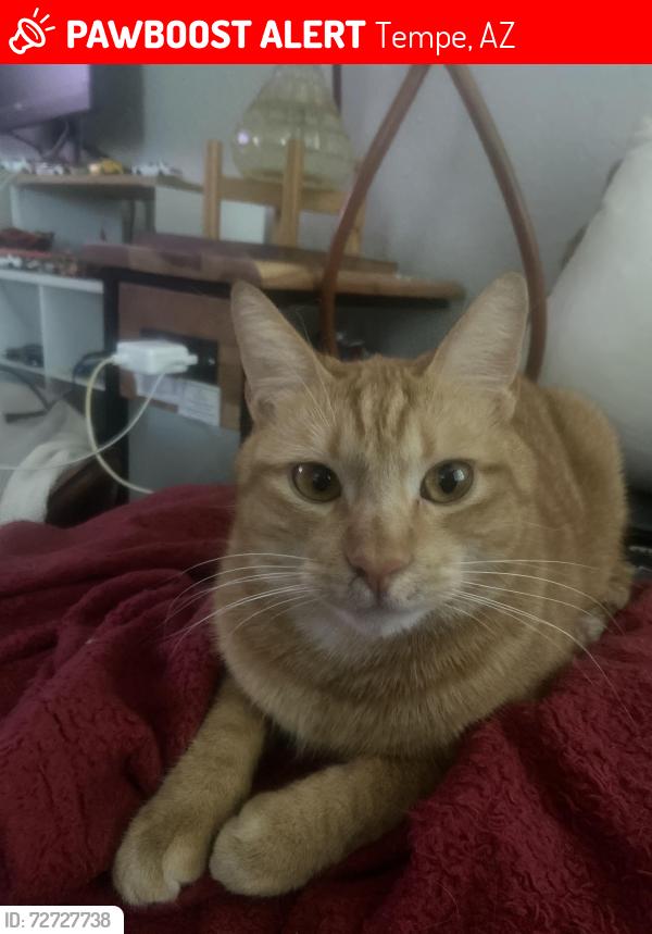 Lost Male Cat last seen Near w university drive, Tempe, AZ 85281
