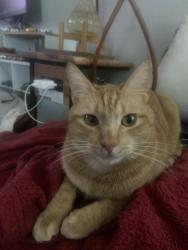 Lost Male Cat last seen Near w university drive, Tempe, AZ 85281