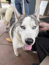 Found/Stray Unknown Dog last seen Oakland and Gish, San Jose, CA 95131