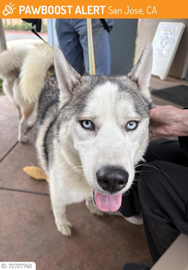 Found/Stray Unknown Dog last seen Oakland and Gish, San Jose, CA 95131