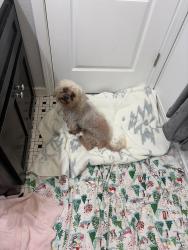 Found/Stray Male Dog last seen Clarantina, Modesto, CA 95354