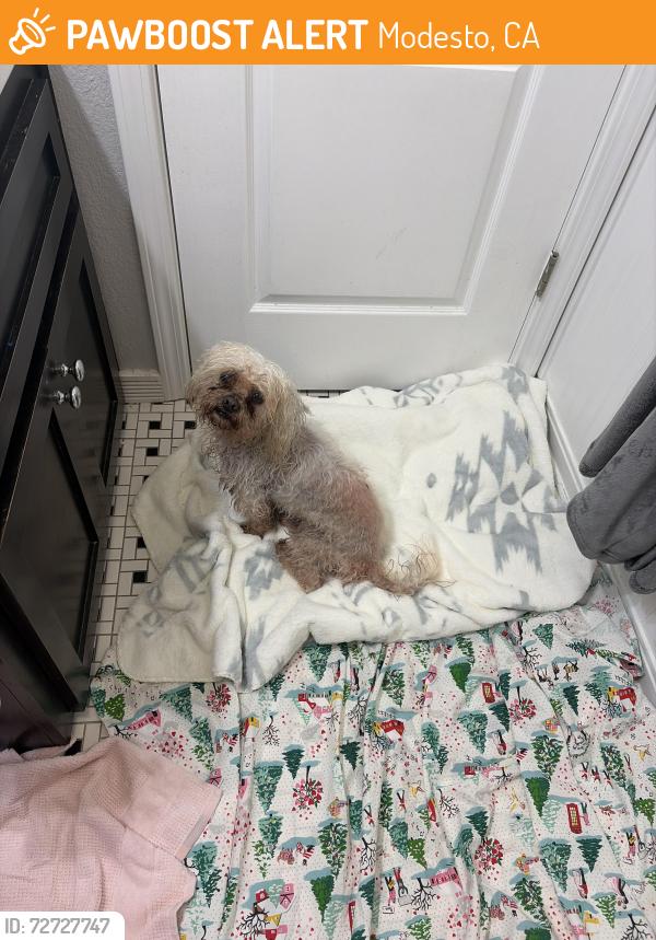 Found/Stray Male Dog last seen Clarantina, Modesto, CA 95354