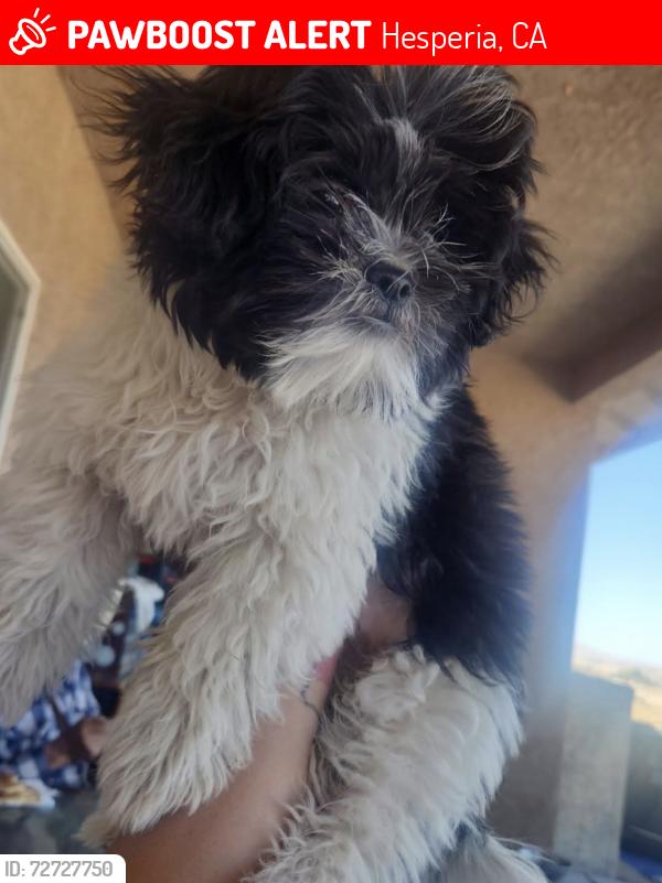 Lost Male Dog last seen Peach and east ave, Hesperia, CA 92345