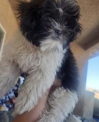 Lost Male Dog last seen Peach and east ave, Hesperia, CA 92345