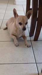 Found/Stray Unknown Dog last seen Cypress elementary , Hesperia, CA 92345