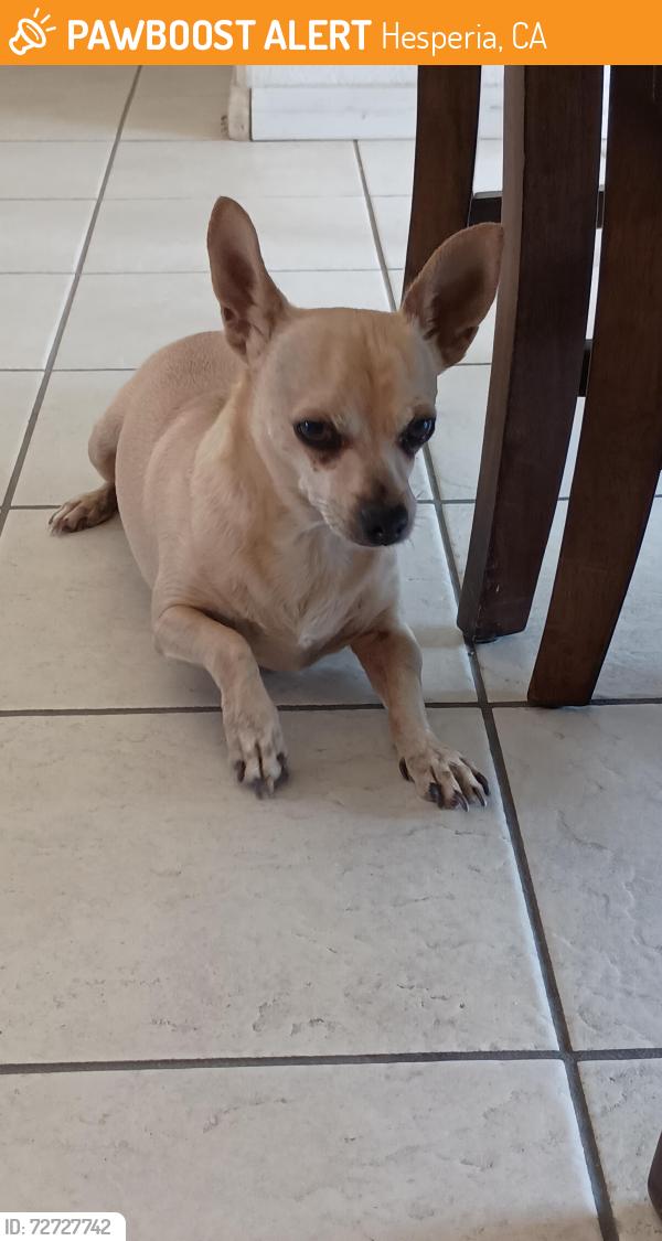 Found/Stray Unknown Dog last seen Cypress elementary , Hesperia, CA 92345