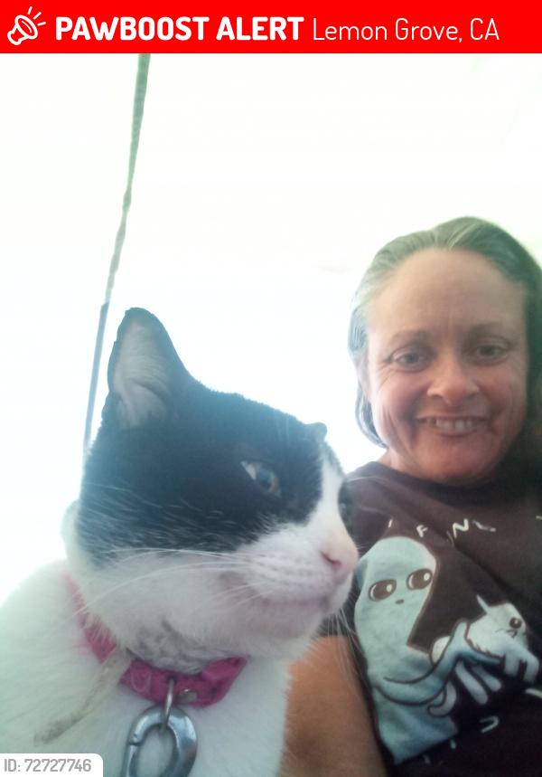Lost Female Cat last seen Berry park, Lemon Grove, CA 91945