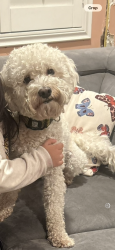 Lost Male Dog last seen Devonshire and San Jose , Los Angeles, CA 91345
