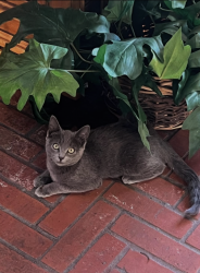 Lost Unknown Cat last seen Las Vegas Blvd and carroll st , North Las Vegas, NV 89030