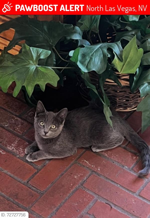 Lost Unknown Cat last seen Las Vegas Blvd and carroll st , North Las Vegas, NV 89030
