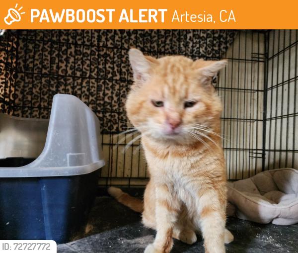 Found/Stray Male Cat last seen 178th and 183th St, Artesia, CA 90701