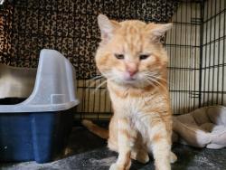 Found/Stray Male Cat last seen 178th and 183th St, Artesia, CA 90701