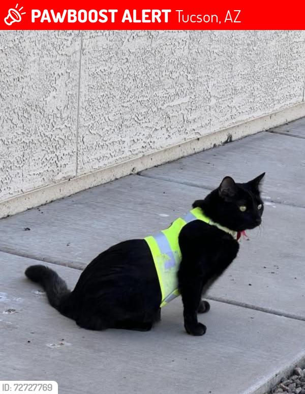 Lost Female Cat last seen S Tucson Blvd, E Irvington rd, Tucson, AZ 85706