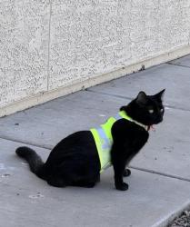 Lost Female Cat last seen S Tucson Blvd, E Irvington rd, Tucson, AZ 85706