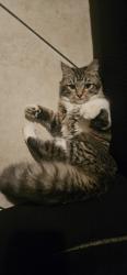 Lost Female Cat last seen Edinger and california, Santa Ana, CA 92704