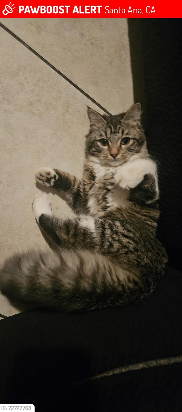Lost Female Cat last seen Edinger and california, Santa Ana, CA 92704