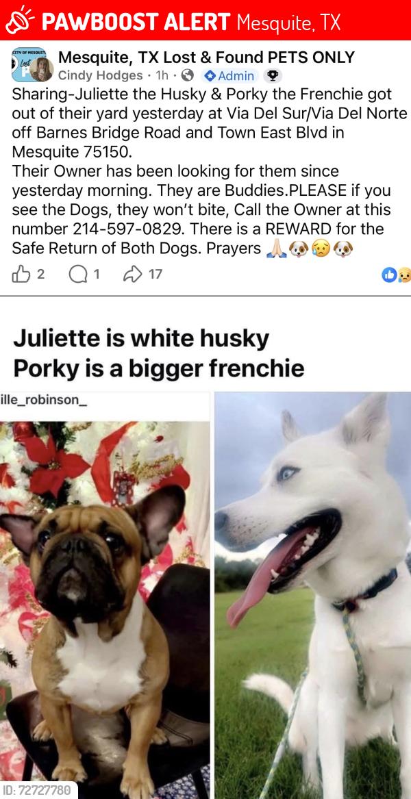 Lost Unknown Dog last seen Beltline and Via del Norte 75150 , Mesquite, TX 75150
