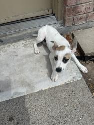 Found/Stray Female Dog last seen Bell ave, Pharr, TX 78577