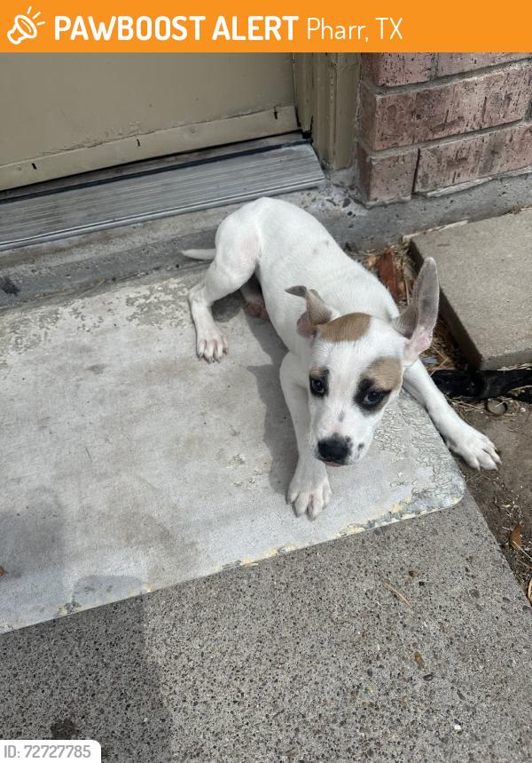 Found/Stray Female Dog last seen Bell ave, Pharr, TX 78577