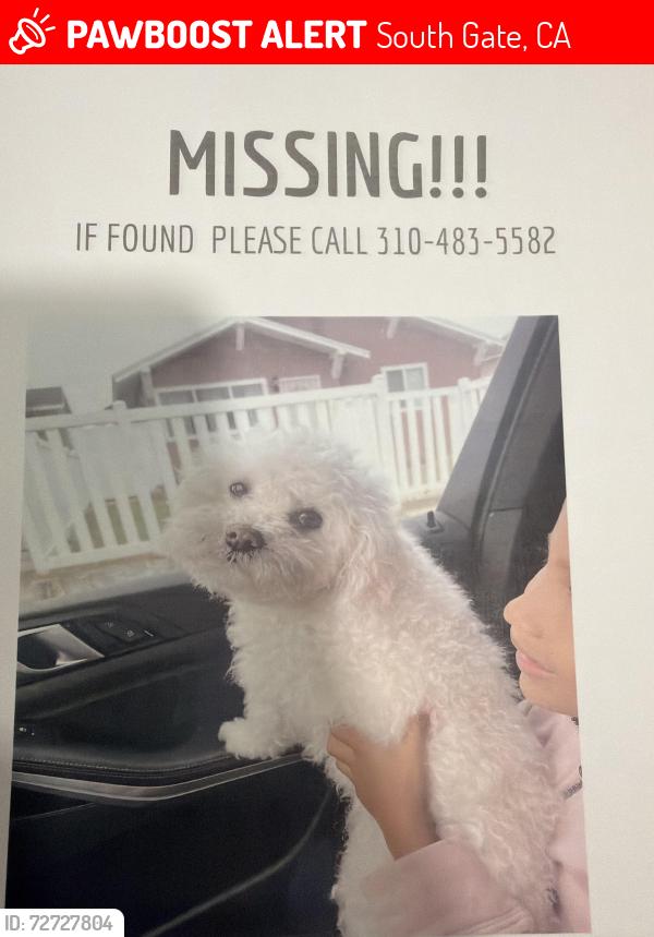 Lost Male Dog last seen State and Martin Luther king, South Gate, CA 90280